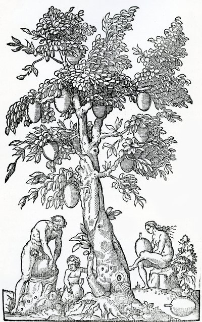 Breadfruit Harvest, from Singularities of France Antarctique, by Andre de Thevet, 1558 by French School